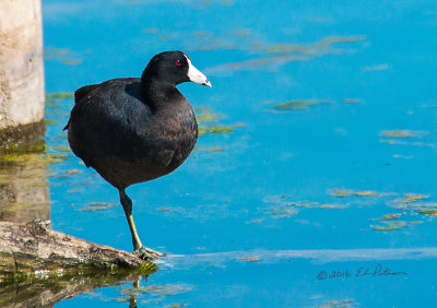 This American Coot seems to be resting at the corner of the boardwalk. As I approached he would swim off and then return after I had left the area. It always amazes me how ducks can rest on one foot.

An image may be purchased at http://edward-peterson.pixels.com/featured/american-coot-resting-edward-peterson.html