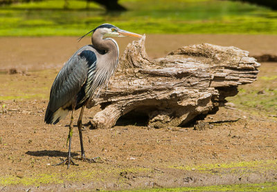 This Great Blue Heron wasn't having much luck fishing. He seemed to be moving around but never found a good spot, for fish, but a good spot for me. He is in all his finery as it is mating season.

An image may be purchased at http://edward-peterson.pixels.com/featured/great-blue-heron-posing-edward-peterson.html