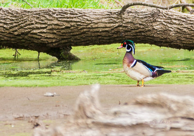 The male Wood Duck has to be one of the more colorful ducks around. This guy is part of a pair so I am hoping for some little ones one of these days.

An image may be purchased at http://edward-peterson.pixels.com/featured/wood-duck-standing-proud-edward-peterson.html