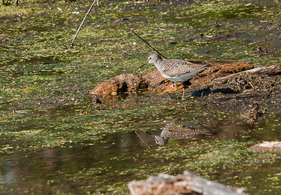 Solitary Sandpiper is just one of the many shore birds that visit during the summer. It is always fun to watch them looking for a meal on the shoreline.

An image may be purchased at http://edward-peterson.pixels.com/featured/solitary-sandpiper-edward-peterson.html?newartwork=true