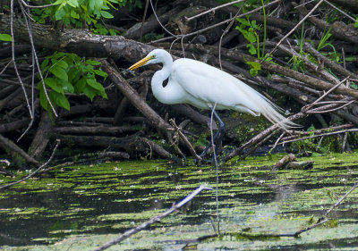 Great Egret stopping over at Heron Haven for a little nourishment on their way to their nesting grounds. With the straight plumes on the back one knows it is springtime.

An image may be purchased at http://edward-peterson.pixels.com/featured/great-egret-feeding-edward-peterson.html