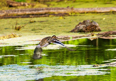 It takes a lot of wing movement to get airborne if you are a Mallard hen. This one did sit for a few minutes before taking off.

An image may be purchased at http://edward-peterson.pixels.com/featured/mallard-hen-arising-edward-peterson.html?newartwork=true
