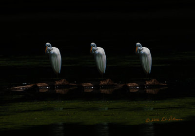 I have so enjoyed the visit by the Great Egrets so I tried to create with their beauty.

An image may be purchased at http://edward-peterson.pixels.com/featured/great-egret-art-edward-peterson.html