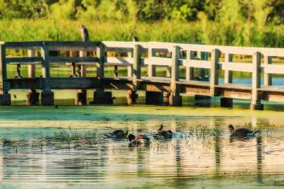 Starting the day with an early morning bath for this family group of Canada Geese. It will be a busy day in the wetlands. Some of the neighbors are out and about as the Great Blue Heron is perched at the end of the boardwalk.

An image may be purchased at http://edward-peterson.pixels.com/featured/canada-geese-early-morning-bath-edward-peterson.html