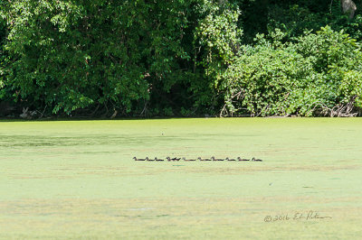 I always find it amazing how a duck family is always lined up in a row. Here is a family of Wood Ducks crossing the wetlands.

An image may be purchased at http://edward-peterson.pixels.com/featured/wood-ducks-all-in-a-row-edward-peterson.html