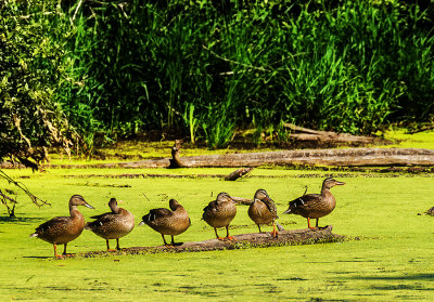 Get your ducks in a row, might be a common expression but they do tend to be in a row a lot as youths. I am assuming these are all sisters from the same hatching this year.

An image may be purchased at http://edward-peterson.pixels.com/featured/mallard-hen-sisters-edward-peterson.html