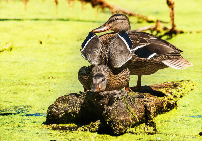 Even a Mallard hen needs to stretch her wings once in awhile.

An image may be purchased at http://edward-peterson.pixels.com/featured/mallard-hen-wing-stretch-edward-peterson.html