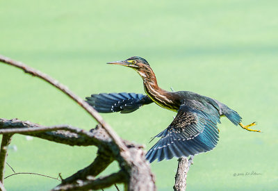 Got a chance today to watch a young Green Heron fishing. He was hopping around to find a good spot and I managed to catch a photo of him in mid-hop.

An image may be purchased at http://edward-peterson.pixels.com/featured/1-green-heron-in-flight-edward-peterson.html