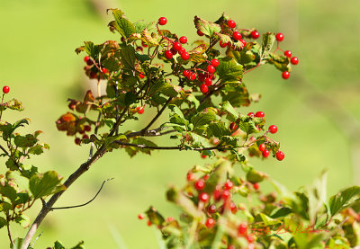 Summer is ending as the ripening of the Highbush Cranberry denotes. The fruits which are sour and rich in vitamin C, can be eaten raw or cooked into a sauce to serve with meat. The great thing for me about this plant is I know where to find birds eating a meal.

An image may be purchased at http://edward-peterson.pixels.com/featured/summer-end-edward-peterson.html?newartwork=true
