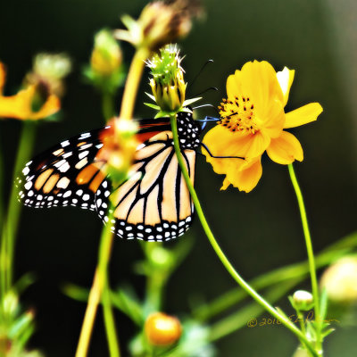 Any flower garden is a flutter of activity now that the Monarch Butterflies are migrating to Mexico. They land and move, land and move.

An image may be purchased at http://edward-peterson.pixels.com/featured/monarch-butterfly-and-flower-edward-peterson.html