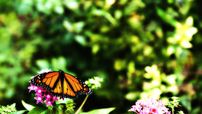 The migration is on so there are a number of Monarch Butterflies filling up for their long trip to Mexico.

An image may be purchased at http://edward-peterson.pixels.com/featured/monarch-butterfly-edward-peterson.html