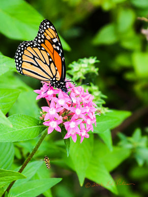 The Monarch Butterfly are migrating to Mexico and are busy refueling. The flower garden was full of the Monarch collecting the needed nectar. Additionally, the Honey Bees were also busy collecting the nectar they need to survive the winter.

An image may be purchased at http://edward-peterson.pixels.com/featured/monarch-butterfly-and-honey-bee-edward-peterson.html