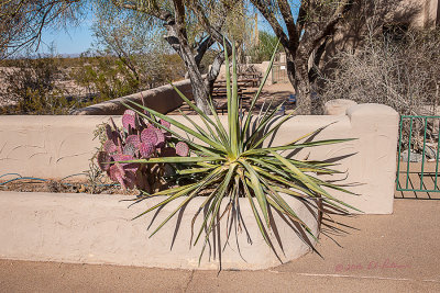 The Casa Grande ruins is an amazing visit. Here is a flower bed at the site. I just liked the color of everything.

An image may be purchased at http://edward-peterson.pixels.com/featured/casa-grande-ruins-flower-bed-edward-peterson.html