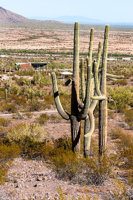 This saguaro with its many arms gives me visions of being grabbed if I get to close to it. I have seen plants come to life in many Disney movies.

An image may be purchased at http://edward-peterson.pixels.com/featured/saguaro-cactus-arms-edward-peterson.html