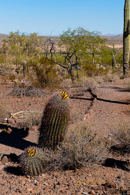 It is amazing how everything blooms, people, flowers, animals and even cactus. There isn't much color mid-day in the desert but here are a couple of cactus blooming adding their color.

An image may be purchased at http://edward-peterson.pixels.com/featured/desert-blooms-edward-peterson.html