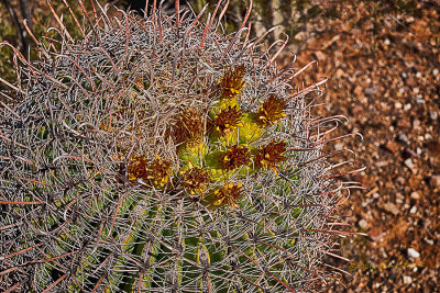 A close up of a Golden Barrel bloom. Back in the Midwest everything is going brown but here at Picacho Peak State park things are blooming.

An image may be purchased at http://edward-peterson.pixels.com/featured/golden-barrel-bloom-edward-peterson.html