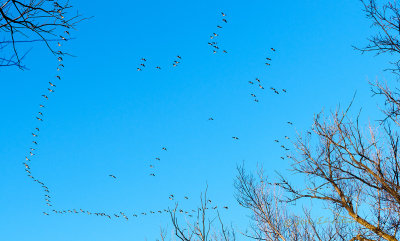 It had been awhile since I had been at Heron Haven so I went to have a look at what might be there.  While there were many Canada Geese on the back pond it was just amazing how many groups of Canada Geese were flying north overhead.

An image may be purchased at http://edward-peterson.pixels.com/featured/canada-geese-flight-path-edward-peterson.html