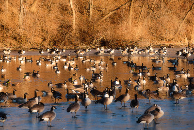 During the winter open water becomes very important to wild life. While there is always aquatic fowl at Heron Haven, Here is one of the larger flocks that will be found over the coming year.

An image may be purchased at http://edward-peterson.pixels.com/featured/1-open-water-edward-peterson.html