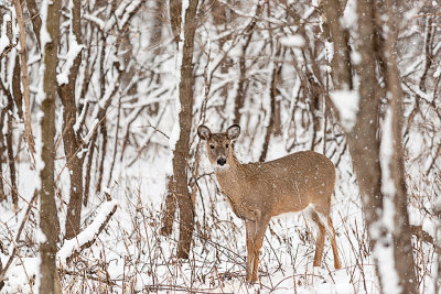 Deer and snow always seem to go together.  