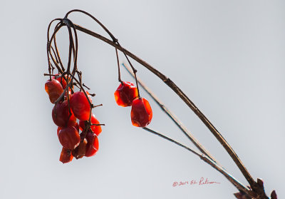 Highbush Cranberries just waiting for a bird to come by and grab a quick bite. I am in my minimalist period of photography.

An image may be purchased at http://edward-peterson.pixels.com/featured/highbush-cranberry-minimal-edward-peterson.html