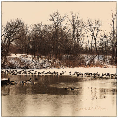 Open water is very important to the wildlife during winter. There is a vast community of ducks two times a year at Heron Heaven. The first is hatching season and then the winter with the open water. Lots of noise, swimming and wing flapping.

An image may be purchased at http://edward-peterson.pixels.com/featured/winter-day-at-heron-heaven-edward-peterson.html