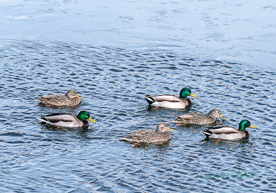 A group of Mallards out for a swim together.

An image may be purchased at http://edward-peterson.pixels.com/featured/a-mallard-group-edward-peterson.html