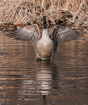 Warm weather, a dip in the water and a good flap to dry off.

An image may be purchased at http://edward-peterson.pixels.com/featured/canada-geese-flap-edward-peterson.html