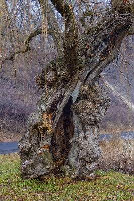 Gnarly Tree for Gnomes ~ Irondequoit Bay NY ~ 012117 ~ taken by Liz.jpg
