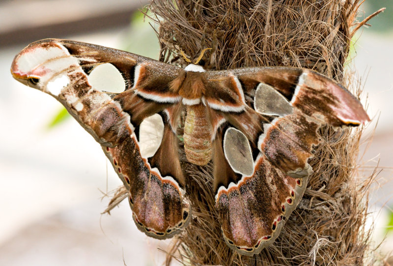 Atlas_Moth_D71_7681_c_nr.jpg