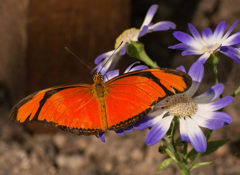 Dryas_iulia_D71_7483_c_nr_H950_2.jpg