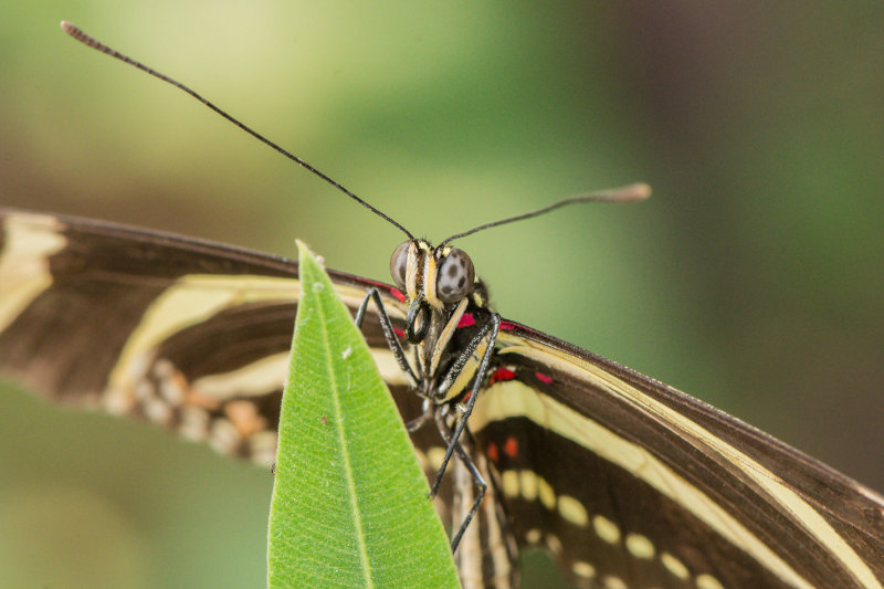 Zebra_Longwing_D71_7703_nr_H950.jpg