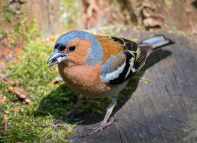 Chaffinch - fringilla coelebs