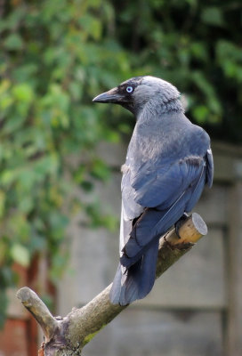 Jackdaw - Corvis monedula