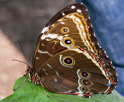 Blue_Morpho_D71_7661_c_nr_H950.jpg