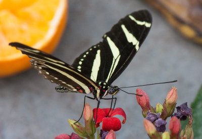 Zebra_Longwing_D71_7798_c_nr_H950.jpg