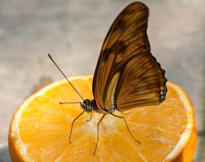 Dryas_iulia_D71_7525_c_nr_H950.jpg