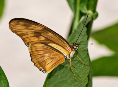 Dryas_iulia_D71_7897_c_nr_H950.jpg