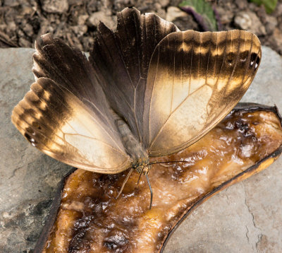 Owl_Butterfly_D71_7869_c_nr_H950.jpg