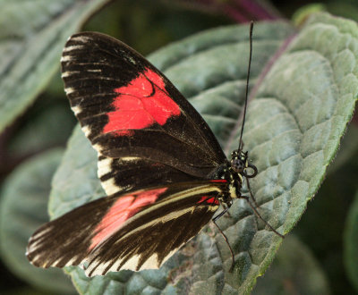 Heliconius_melpomene_rosina_D71_7669_c_nr_H950.jpg