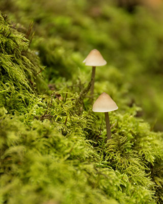 Fungi Photowalk