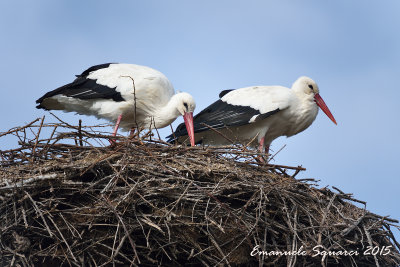 camargue-0206.jpg