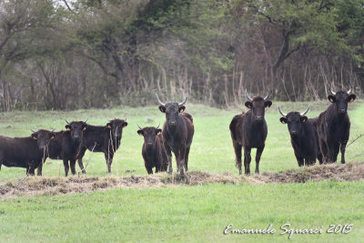 camargue-0237.jpg