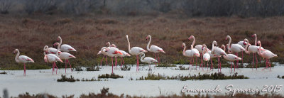 camargue-0276.jpg