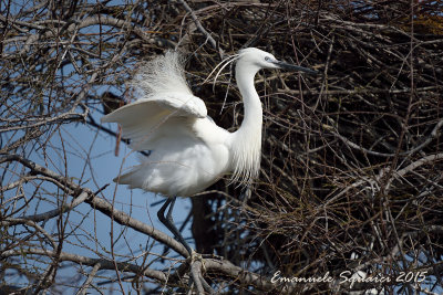 camargue-0507.jpg