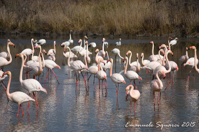 camargue-0740.jpg