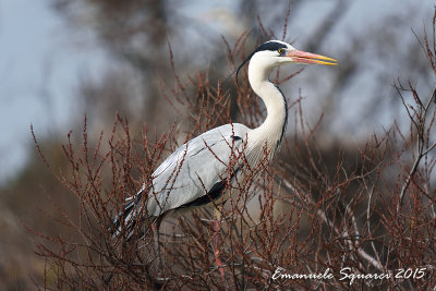 camargue-0875.jpg