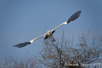 camargue-0988.jpg