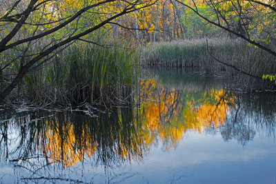 Wetlands Autumn