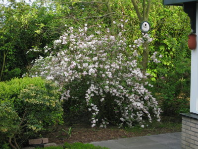 Deutzia  	Bruidsbloem IMG_4733.jpg