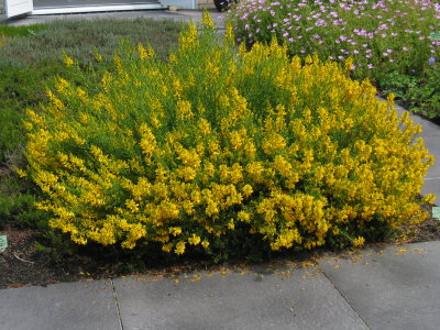 Genista Tinctoria Royal Gold IMG_4868.jpg